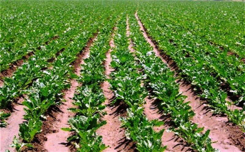 خبرنگاران 28 هزار هکتار از مزارع آذربایجان غربی زیر کشت چغندرقند