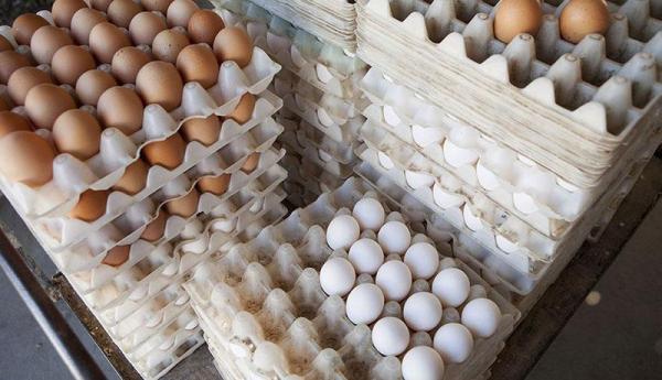 صادرات تخم مرغ ممنوع است ، کاهش قیمت مرغ در بازار